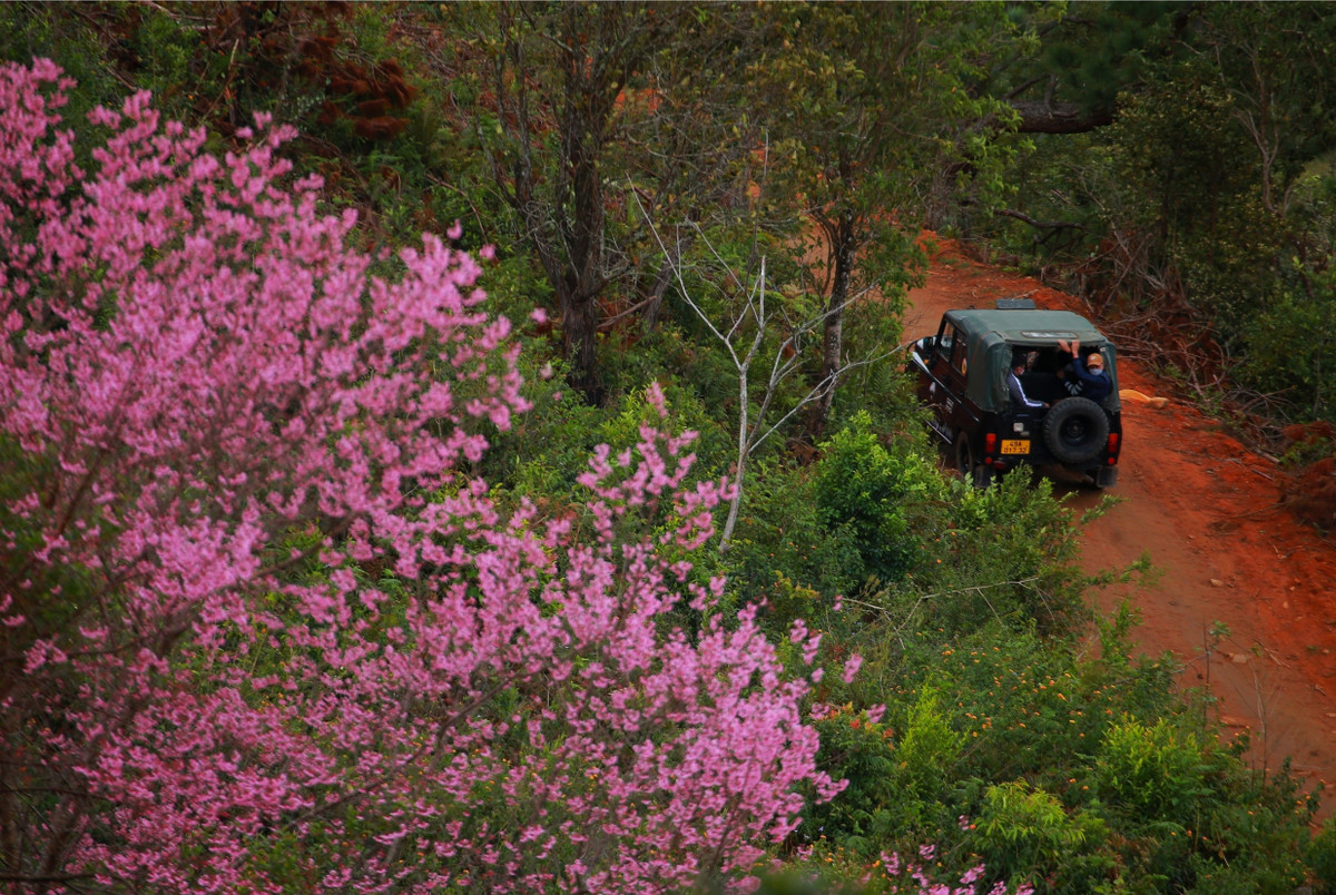 Vuot doc da, ngam mai anh dao ruc hong trong suong som Da Lat-Hinh-6