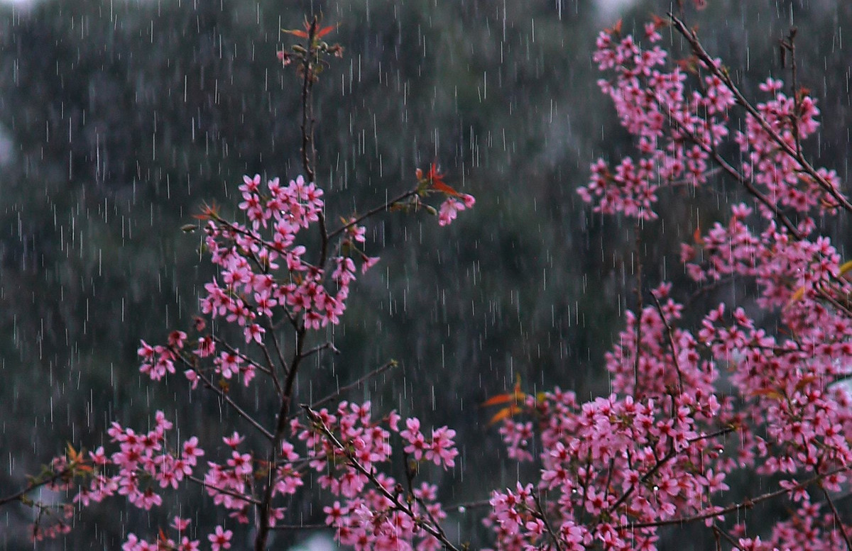 Vuot doc da, ngam mai anh dao ruc hong trong suong som Da Lat-Hinh-9