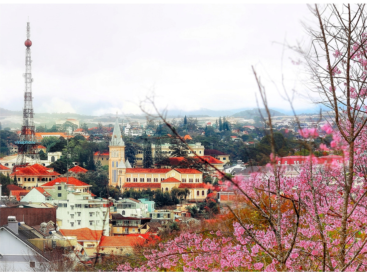 Vuot doc da, ngam mai anh dao ruc hong trong suong som Da Lat