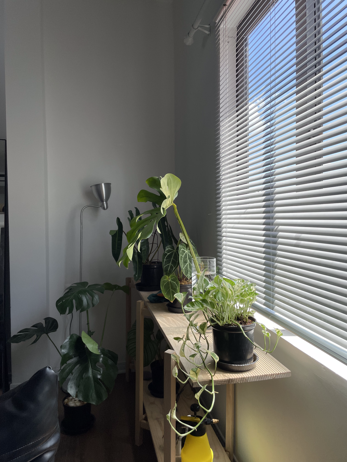 Lời khuyên của Toàn Thắng đối với những bạn sắp thuê nhà đó là hãy cố gắng thuê nhà có cửa sổ, có thể tiếp xúc với ánh sáng mặt trời. Điều này không những tăng khả năng quang hợp cho cây trong nhà, giúp chúng dễ phát triển hơn, mà còn có được cảm nhận và thấy được sự lãng mạn khi nắng chui qua khe cửa.