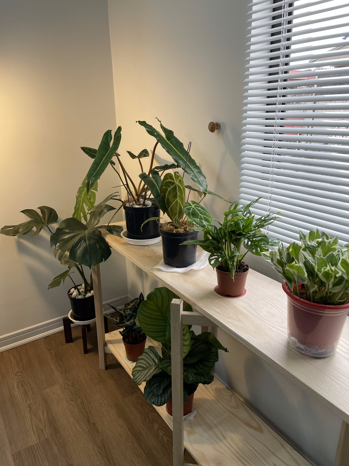 “Mình đã trồng cây và hoa được một thời gian, cũng có kinh nghiệm để tìm được cây trồng phù hợp sống trong nhà. Đa phần những cây mình trồng là cây kiểng lá - tần suất tưới khoảng 2-3 ngày/lần. Với hoa trong nhà, mình chỉ cắm hoặc mua về nhân dịp nào đó”.