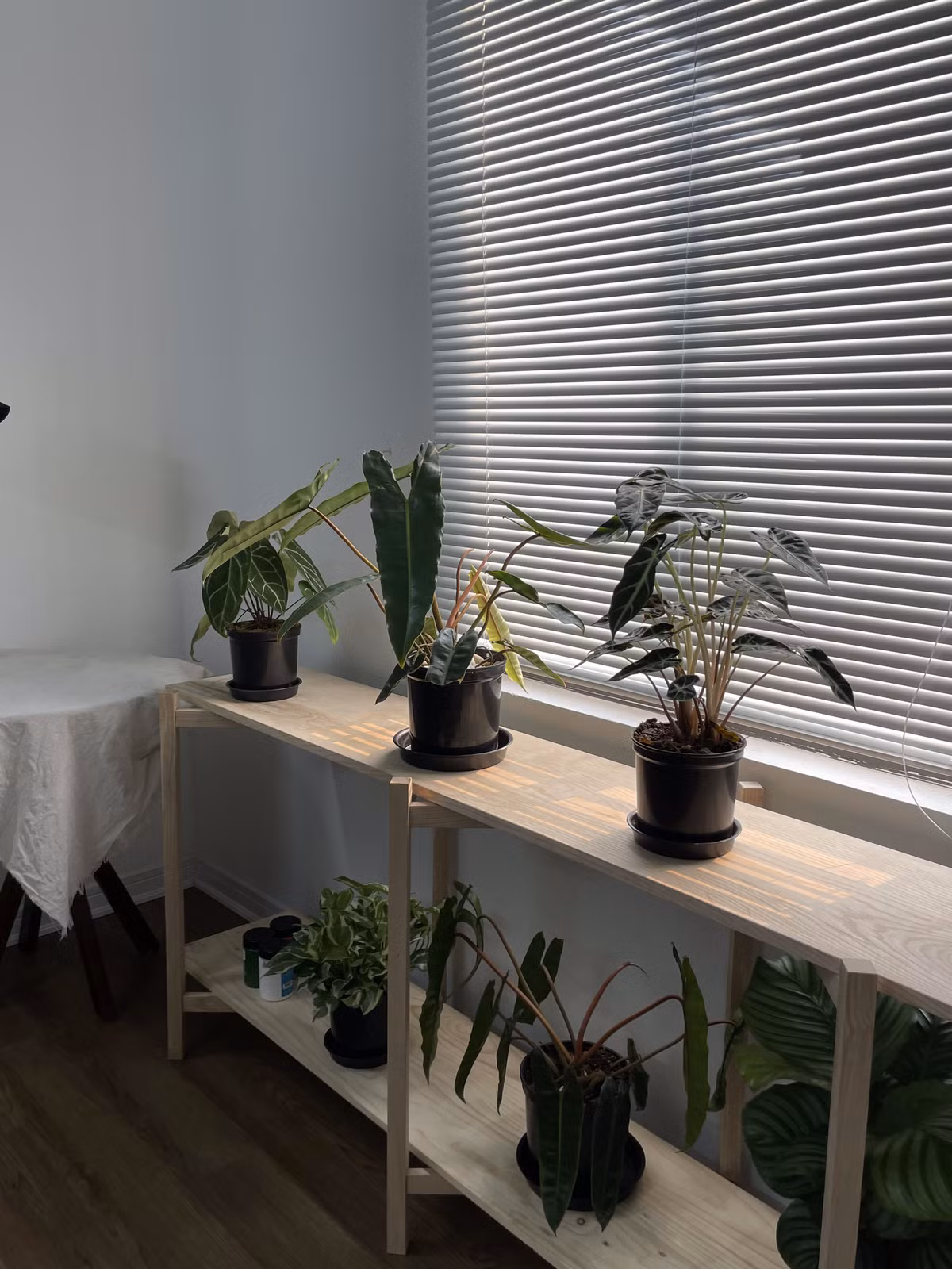 Căn phòng của Toàn Thắng có tông màu chủ đạo là trắng và gỗ. Màu trắng đến từ những đồ nội thất như đèn, bàn học, ghế, rèm cửa và điều hòa. Còn màu gỗ là từ kệ dành cho cây cảnh cũng như sàn nhà. Điều này giúp không gian mang màu sắc hiện đại nhưng vẫn vô cùng ấm cúng. Những đồ nội thất độc đáo như đèn hình tròn hay ghế lười màu đen êm ái cũng giúp không gian có điểm nhấn hơn. 