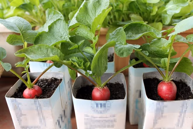 Gia cu cai do ngay tet 200000 dong vua an vua choi Tet-Hinh-2