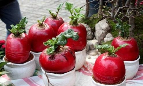 Gia cu cai do ngay tet 200000 dong vua an vua choi Tet