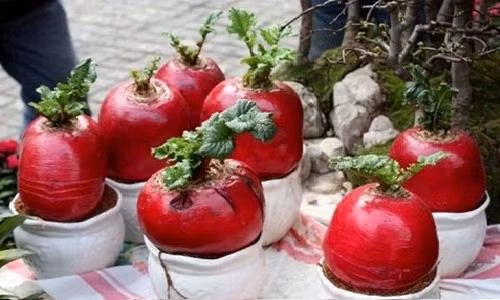 Gia cu cai do ngay tet 200000 dong vua an vua choi Tet