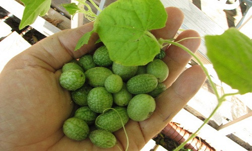 Dưa hấu tí hon (tên khoa học là Melothria scabra).