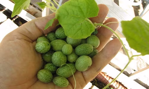 Dưa hấu tí hon (tên khoa học là Melothria scabra).