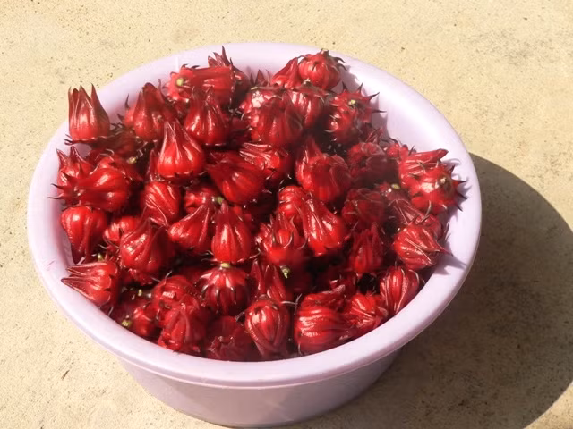 Trong ẩm thực Việt, lá và trái của Hibiscus là một nguyên liệu dùng nấu canh chua. Lá giấm màu xanh lợt, trái nhỏ hình củ hành, vỏ có lông tơ mịn, màu đỏ thẫm, gồm nhiều lớp bao quanh túi hạt giống như đài hoa.