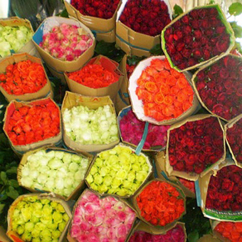 Thuong lai TQ vao Da Lat thu gom hoa cho dip Valentine