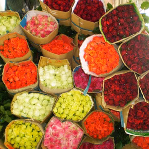 Thuong lai TQ vao Da Lat thu gom hoa cho dip Valentine