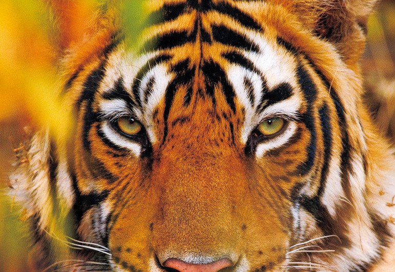 Có thể nói, việc để khiến họ mỉm cười còn khó hơn gấp bội việc leo lên trời. Chính vì tính cách bộc trực của phụ nữ tuổi Hổ mà họ có khá nhiều bạn gái, và chồng cô ấy cũng là một người tốt bụng, chỉ sau khi kết hôn họ mới biết rằng "nữ tuổi Dần" cũng là một cặp vợ chồng vượng phu ích tử. 