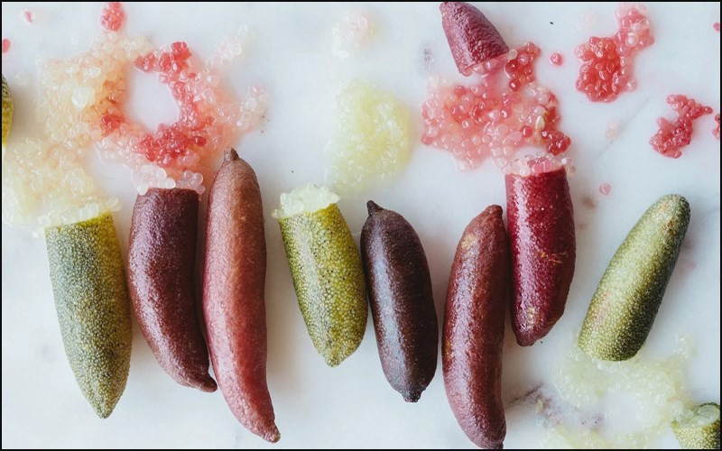 Loại chanh này mọc trong những cánh rừng mưa ven biển phía đông. Loài cây này có nhiều gai, lá nhỏ, kháng sâu bệnh tốt nên chăm sóc cực kỳ đơn giản.