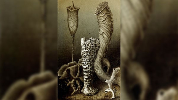 Dong vat song lau nhat tren the gioi co the den... 10.000 nam-Hinh-8