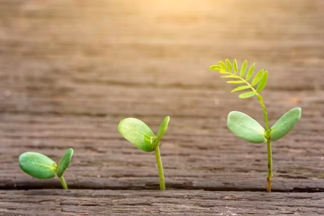 Ai cũng từ chối nghịch cảnh, vì nghe có vẻ quá đáng sợ, chỉ có bạn mới biết được nỗi đau của chính mình trong nghịch cảnh, nhưng thực tế, chỉ sau nghịch cảnh, bạn mới có thể trưởng thành nhanh hơn, nghĩa là chỉ có vượt qua nghịch cảnh, bạn mới thực sự trở thành một người thành công và có cơ hội để lật lại và quyết định công việc của riêng bạn.