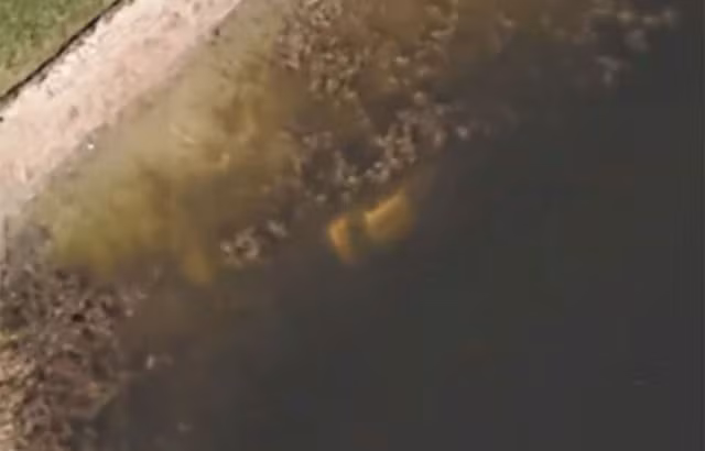 Một người dùng Google Maps đã dẫn đường cho cảnh sát bang Florida, Mỹ tới vị trí một chiếc ô tô bị chìm dưới hồ. Tại đây, lực lượng chức năng đã phát hiện thi thể của ông William Moldt mất tích khi đang trên đường về nhà vào năm 1997.