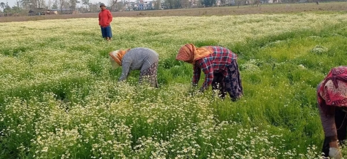 Noi TikToker gay thiet hai hang chuc nghin USD cua nguoi dan-Hinh-2