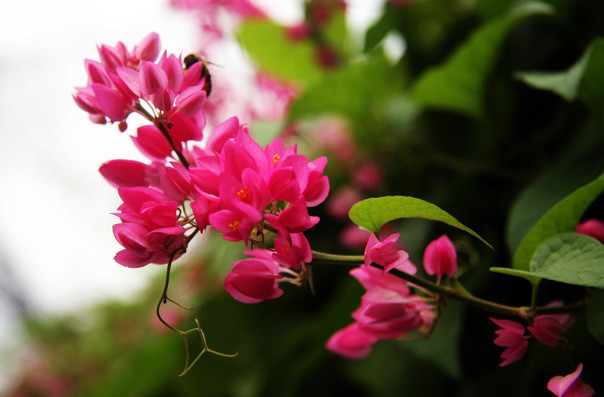 Dau tuan moi tu 8/8, 3 con giap thu hai bon tien, doi khoi sac-Hinh-2