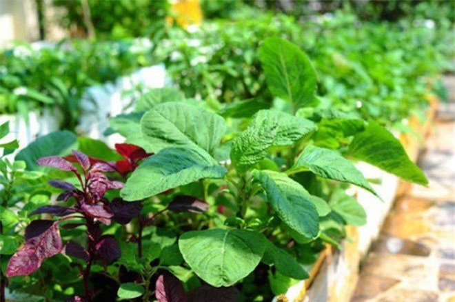 5 loại rau giá rẻ như cho có tác dụng ngừa K hiệu quả - Hình 2 5 loai rau gia re nhu cho co tac dung ngua K hieu qua-Hinh-2