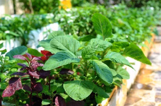 5 loai rau gia re nhu cho co tac dung ngua K hieu qua-Hinh-2