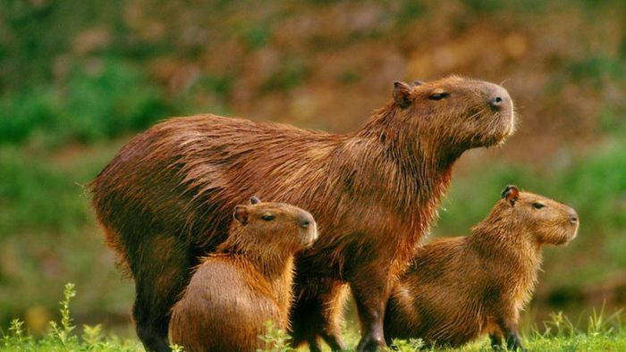 "Sự gia tăng nhanh chóng của capybara gây hại cho môi trường. Tuy nhiên, đó cũng là lỗi của con người. Vốn dĩ, chúng là nguồn thức ăn của báo đốm, mèo rừng, chó hoang hay cáo. Hiện tại, những loài này đã tuyệt chủng ở Argentina", Di Martino nói. Ảnh: Then24.