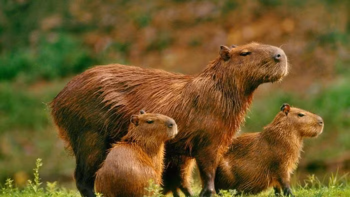 "Sự gia tăng nhanh chóng của capybara gây hại cho môi trường. Tuy nhiên, đó cũng là lỗi của con người. Vốn dĩ, chúng là nguồn thức ăn của báo đốm, mèo rừng, chó hoang hay cáo. Hiện tại, những loài này đã tuyệt chủng ở Argentina", Di Martino nói. Ảnh: Then24.