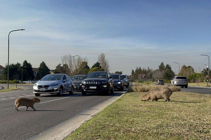 Enrique Viale, nhà sinh thái học, chia sẻ: "Tôi nhìn câu chuyện theo cách ngược lại. Chính Nordelta đã xâm chiếm hệ sinh thái của những con chuột. Các dự án bất động sản với sự hậu thuẫn từ chính phủ đã phá hủy thiên nhiên để bán cho khách hàng giấc mơ sống trong tự nhiên. Những người mua thích cuộc sống có thiên nhiên, nhưng không có muỗi, rắn hay capybara". Ảnh: Getty.