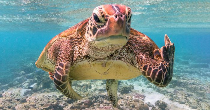 Bức ảnh trên thuộc về nhiếp ảnh gia Mark Fitzpatrick, người giành chiến thắng chung cuộc của Giải thưởng nhiếp ảnh động vật hoang dã hài hước năm 2020. Bức ảnh này mô tả một con rùa dường như đang đưa ngón tay giữa về phía máy ảnh. Ảnh: Comedy Wildlife Photo Awards 2020.