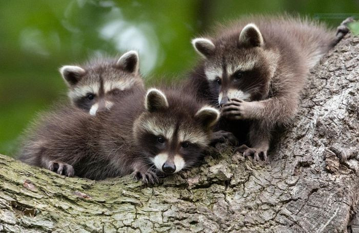 Theo một thông cáo báo chí của cuộc thi hôm 1/9, 42 hình ảnh trong danh sách cuối cùng của cuộc thi đã được chọn lọc từ hơn 7.000 bài dự thi về động vật từ khắp nơi trên thế giới, theo CNN. Ảnh: Comedy Wildlife Photo Awards 2021.