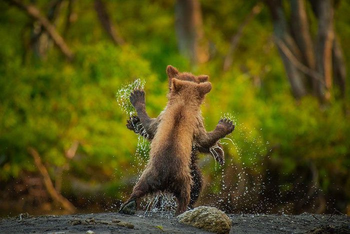 Thông cáo báo chí cho biết Giải thưởng nhiếp ảnh động vật hoang dã hài hước (Comedy Wildlife Photo Awards) được sáng lập vào năm 2015 bởi nhiếp ảnh gia Paul Joynson-Hicks và Tom Sullam. Qua đây, họ muốn thúc đẩy việc bảo vệ động vật hoang dã qua những khoảnh khắc hài hước của chúng. Ảnh: Comedy Wildlife Photo Awards 2021.