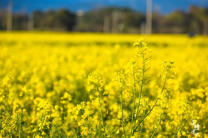 Nam Bình không phải là nơi quá nổi tiếng về du lịch nên rất ít du khách ghé đến. Nhưng cũng nhờ vậy, nơi này ít ồn ào, yên tĩnh hơn. Hơn nữa, cảnh sắc hoa cải và những công trình kiến trúc cổ kính trong làng đẹp không kém cạnh nhiều nơi khác. 