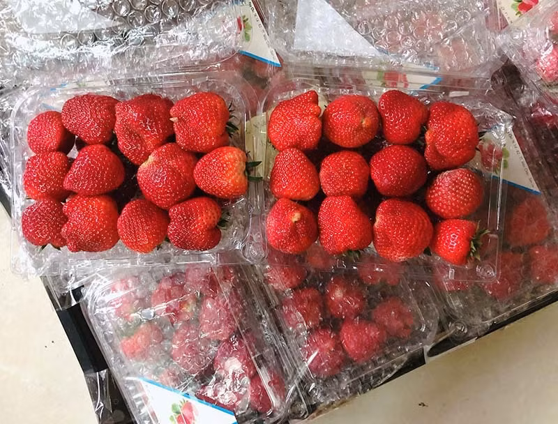 Hang hot: Dau tay Moc Chau dat hon do Nhat, ve Ha Noi gia VIP len toi 1 trieu dong/kg-Hinh-4