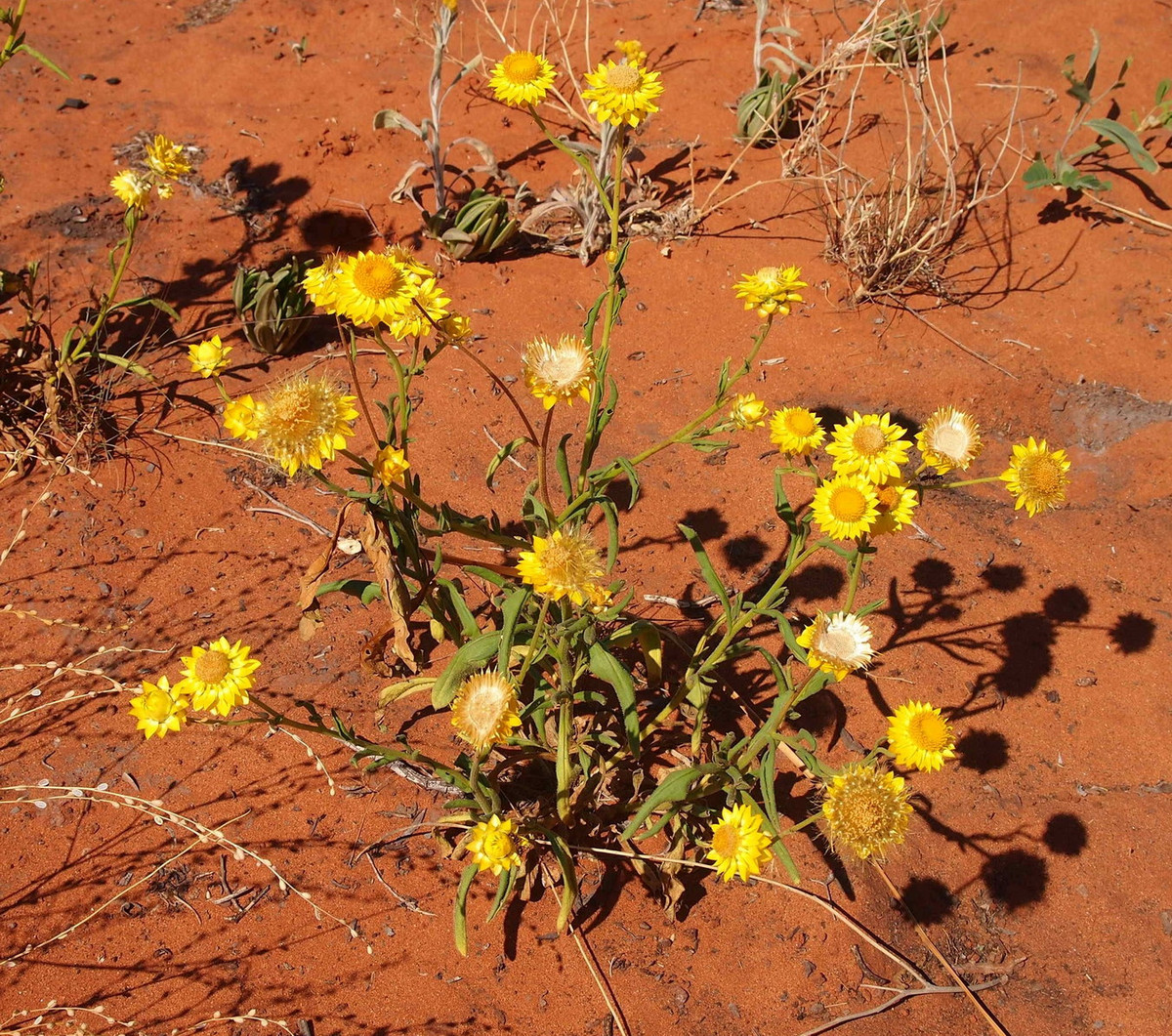 Theo đó, cây hoa bất tử có tên khoa học là Xerochrysum bracteatum. Đây là một loài cây thuộc họ Cúc (Asteraceae), có nguồn gốc từ lục địa Australia. Ảnh: Mark Marathon.