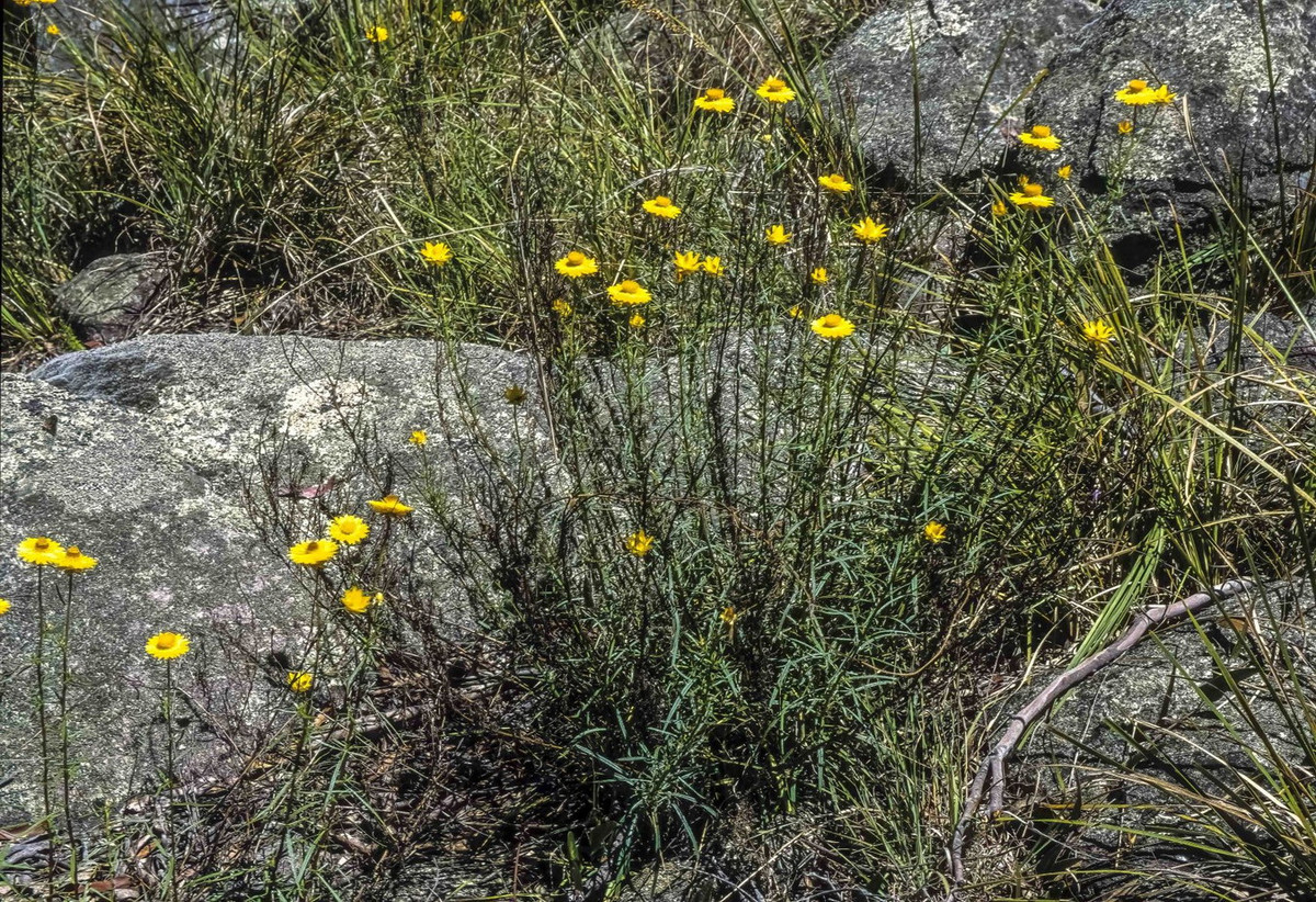 Trong tự nhiên, loài thực vật này phổ biến rộng rãi, phát triển ở nhiều môi trường sống khác nhau trên khắp xứ sở chuột túi, từ rìa rừng nhiệt đới đến sa mạc và khu vực cận núi cao. Ảnh: Australian Plants Society - Australian Plants Society NSW.