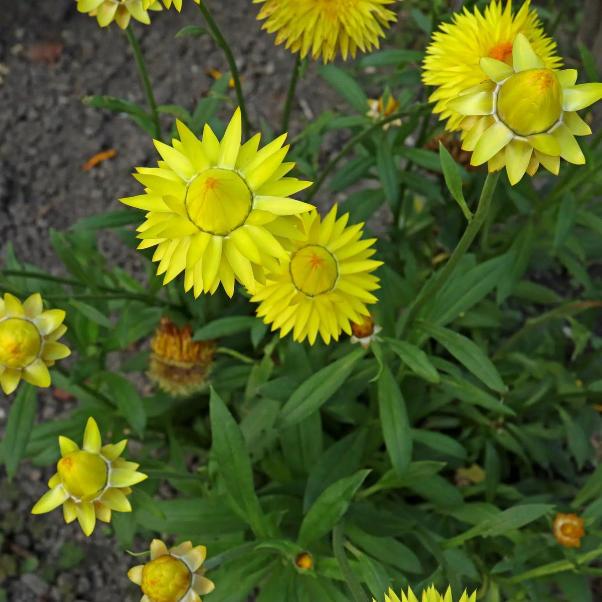 Về phương diện sinh thái học, chúng là loài cây hàng năm (vòng đời từ khi nảy mầm đến khi ra hoa kết hạt và chết đi chỉ gói gọn trong một năm), cao tối đa 1 mét, thân cây màu xanh, lá cây xù xì và phủ đầy lông mịn. Ảnh: Plant Identification.