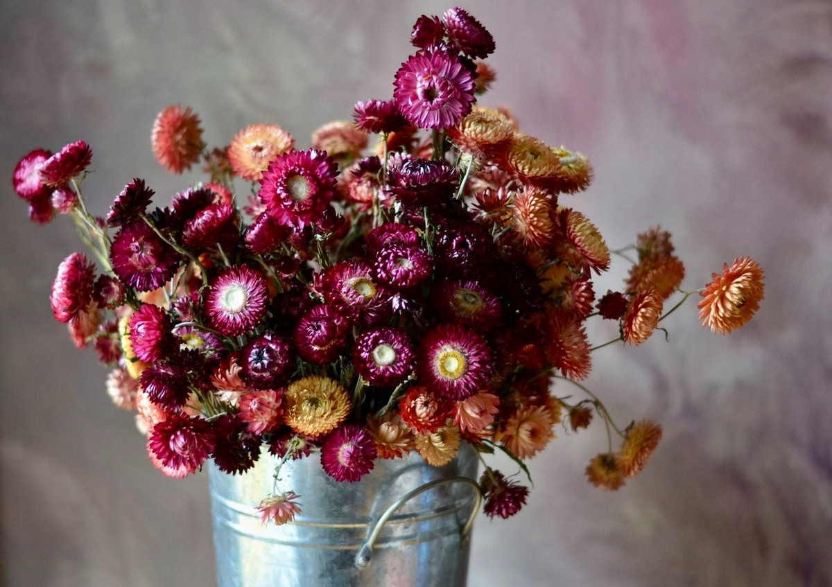 Trong điều kiện ít bị thiên nhiên tác động, như trong phòng kín, những lá bắc này có thể giữ được kết cấu, màu sắc và sự liên kết với nhau trong suốt nhiều thập niên. Điều này dẫn đến sự ra đời của tên gọi hoa bất tử. Ảnh: Harebell &amp; Bee.