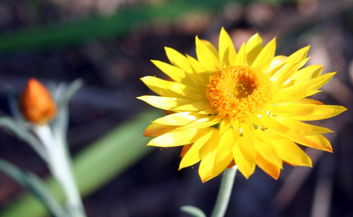 Giống như hoa của tất cả các loài cây họ Cúc, mỗi bông hoa của cây hoa bất tử bao gồm một đĩa trung tâm chứa vô số bông hoa nhỏ nằm san sát. Từng bông hoa nhỏ xíu đó mới là hoa thực sự theo cách nhìn khoa học. Ảnh: Yarra Ranges Council.