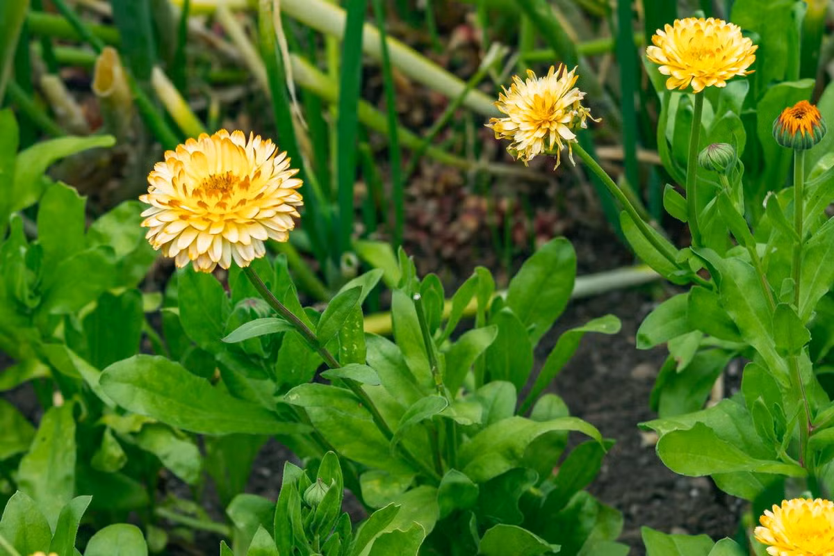 Xung quanh đĩa hoa là một tập hợp các lá bắc đã biến đổi, có màu vàng tươi hoặc trắng, hình dạng giống cánh hoa (và thường bị nhầm là cánh hoa), cứng và khô giống như giấy. Các lá này được tạo thành từ các tế bào chết. Ảnh: The Spruce.