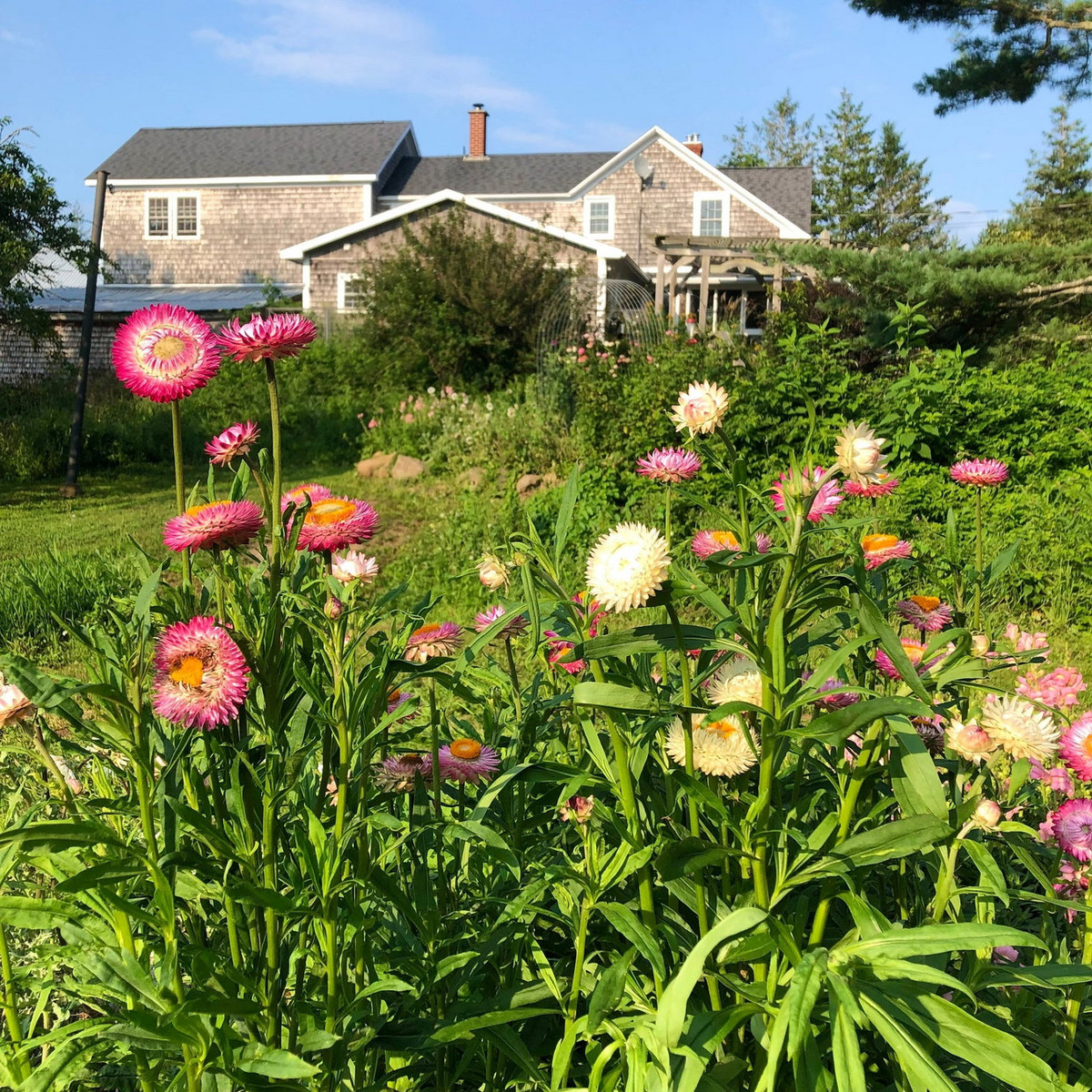 Có khả năng thích nghi cao với hoạt động trồng trọt của con người, cây hoa bất tử đã được nhân giống và phát triển ở châu Âu vào những năm 1850, từ đó phổ biển khắp thế giới. Ảnh: Revival Seeds.