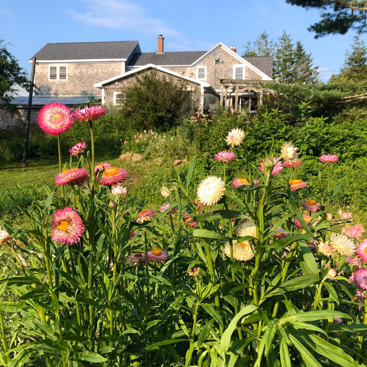 Có khả năng thích nghi cao với hoạt động trồng trọt của con người, cây hoa bất tử đã được nhân giống và phát triển ở châu Âu vào những năm 1850, từ đó phổ biển khắp thế giới. Ảnh: Revival Seeds.