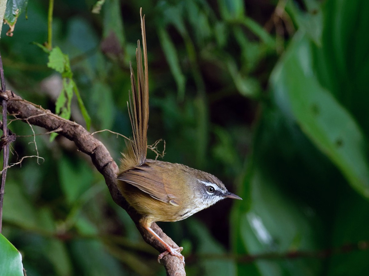 Chiền chiện núi họng trắng (Prinia superciliaris) dài 15-20 cm, là loài định cư, tương đối phổ biến tại Tây Bắc, Đông Bắc, Trung, Nam Trung Bộ và Nam Bộ. Sinh cảnh của chúng là trảng cỏ, cây bụi, các khu vực cây mọc lại sau khai hoang, độ cao 900-2.600 mét. Ảnh: eBird.