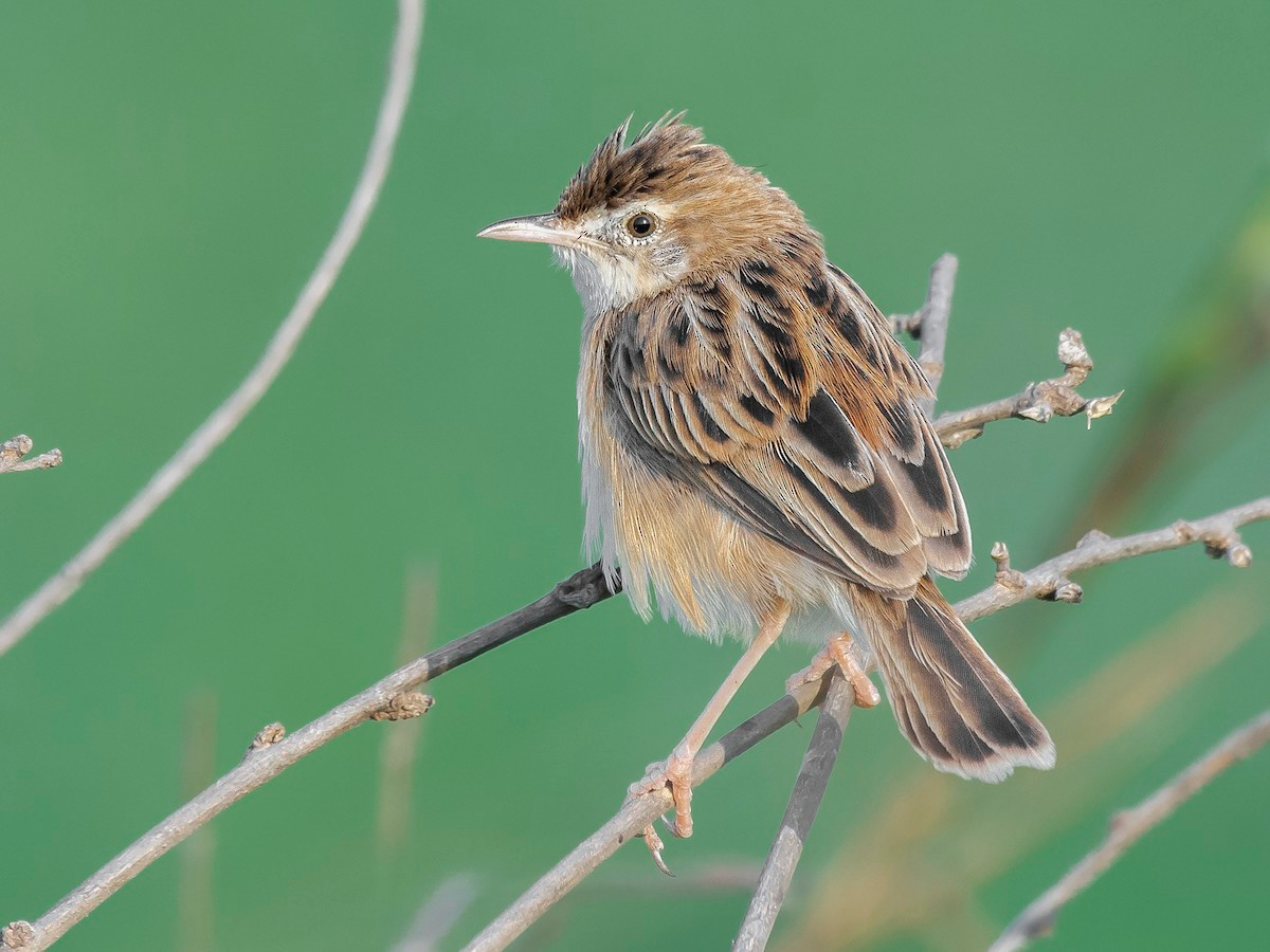 Chiền chiện đồng hung (Cisticola juncidis) dài 10-12 cm, là loài định cư, phổ biến trong cả nước. Chúng sống ở trảng cỏ gần nước, ruộng lúa, đầm lầy, bãi lau sậy, cây bụi. Ảnh: eBird.