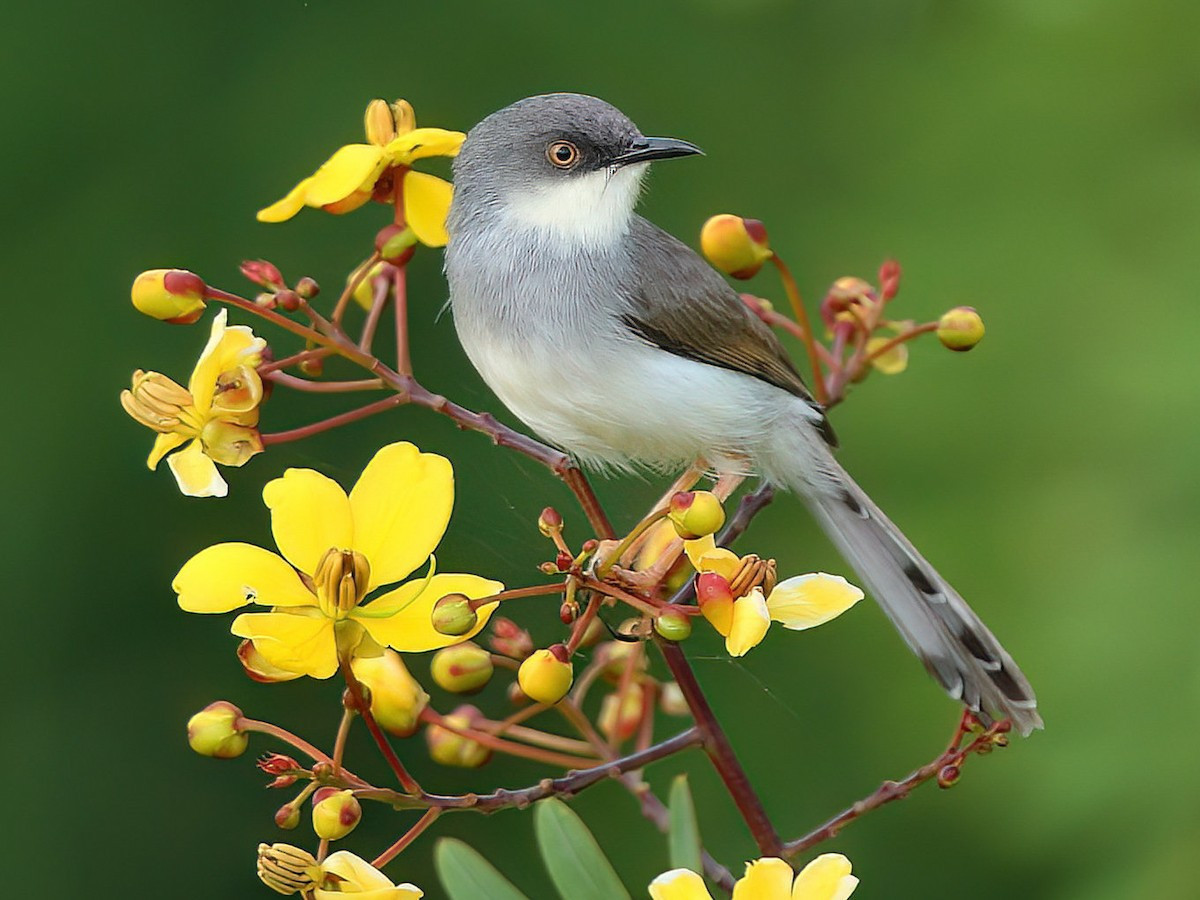 Chiền chiện bụng xám (Prinia hodgsonii) dài 10-12 cm, là loài định cư, tương đối phổ biến trong cả nước. Sinh cảnh của chúng là rừng thứ sinh, trảng cỏ và cây bụi, thường di chuyển theo đàn nhỏ. Ảnh: eBird.