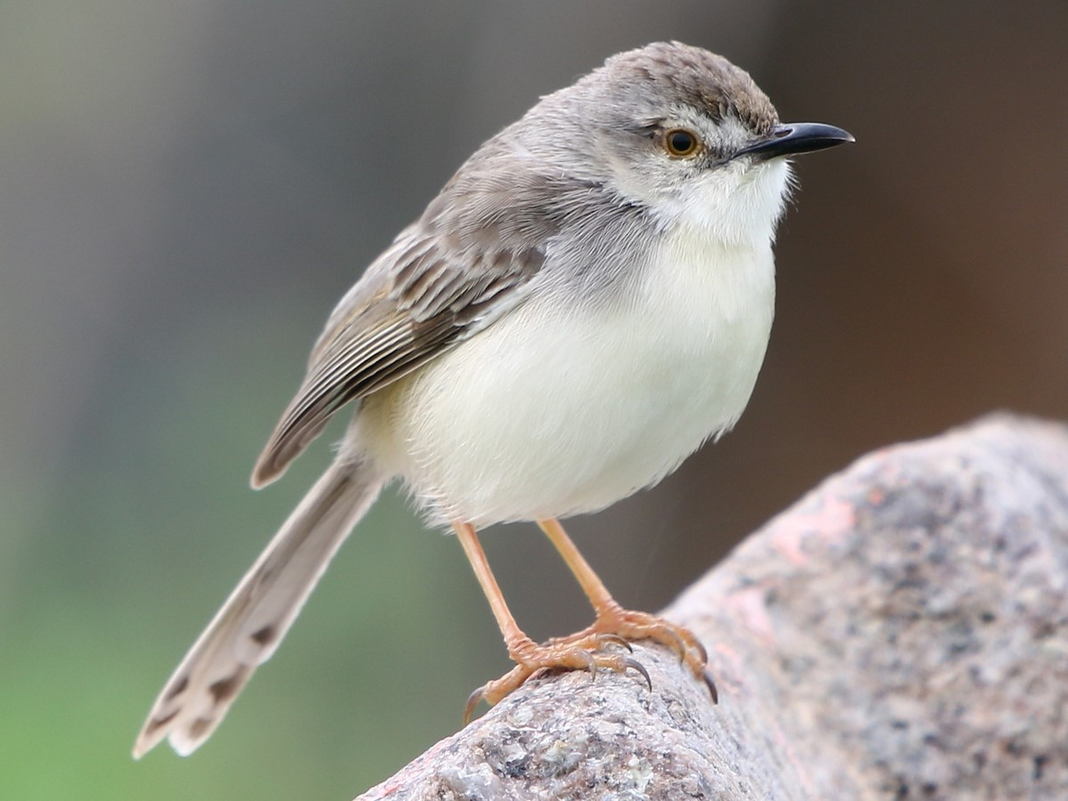 Chiền chiện bụng hung (Prinia inornata) dài 13-15 cm, là loài định cư, phổ biến trong cả nước trừ Tây Bắc. Chúng sống ở trảng cỏ gần nước, đầm lầy, bãi lau sậy, cây bụi, ruộng lúa. Ảnh: eBird.