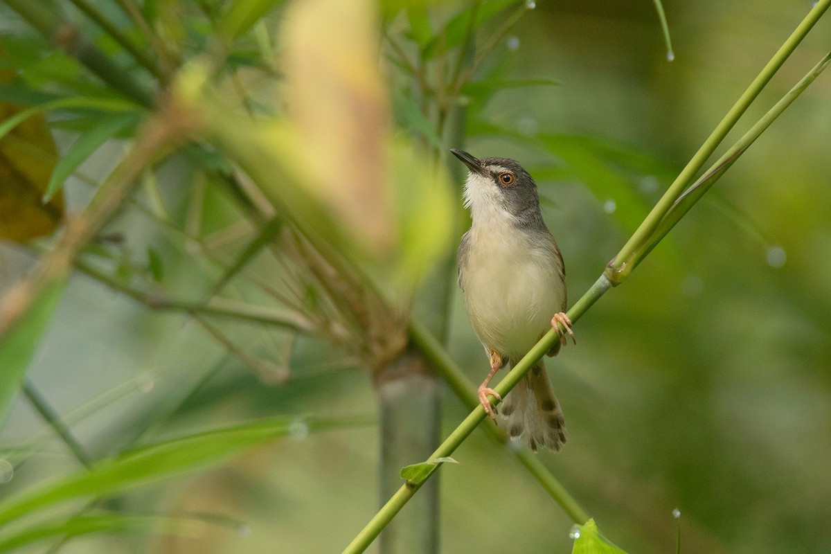 Chiền chiện đầu nâu (Prinia rufescens) dài 10-13 cm, là loài định cư, tương đối phổ biến trong cả nước. Chúng sống ở tầng tán dưới trong rừng rụng lá và rừng thường xanh nơi trống trải, bìa rừng, trảng cỏ và cây bụi. Ảnh: eBird.