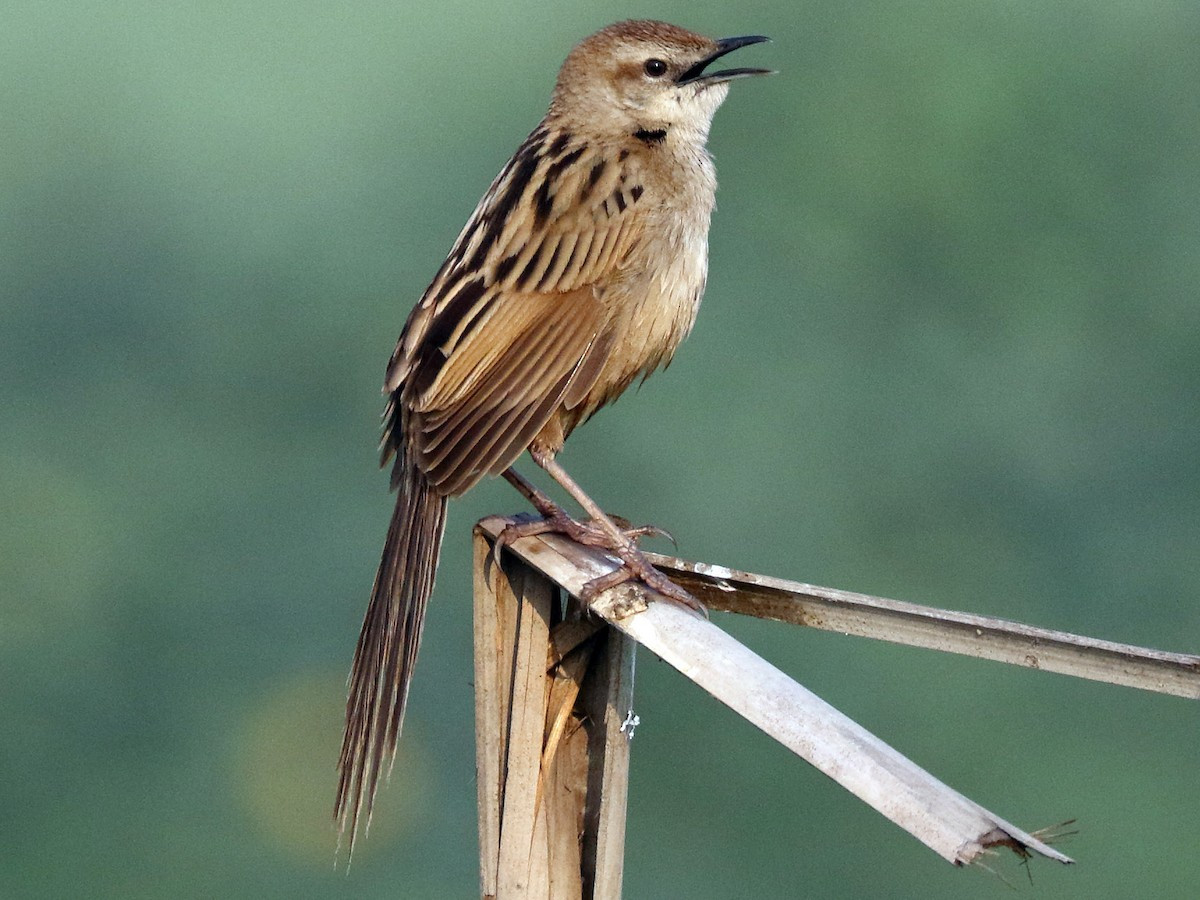  Chiền chiện lớn (Megalurus palustris) dài 21-28 cm, là loài định cư không phổ biến tại Tây Bắc, Đông Bắc, Bắc và Trung Trung Bộ, phổ biến tại Nam Bộ. Sinh cảnh của loài chim này là vùng đầm lầy có cỏ cao, cây bụi, thường đậu trên các cành cây khô. Ảnh: eBird.