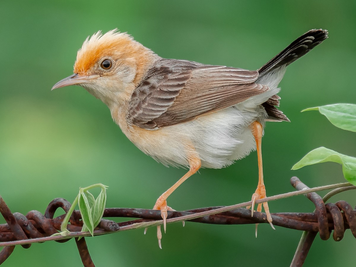 Chiền chiện đồng vàng (Cisticola exilis) dài 9-12 cm, là loài định cư, tương đối phổ biến tại Trung, Nam Trung Bộ và Nam Bộ. Loài chim này sống ở trảng cỏ, cây bụi gần đầm lầy, đôi khi gặp ở các khu canh tác nông nghiệp khô ráo. Ảnh: eBird.