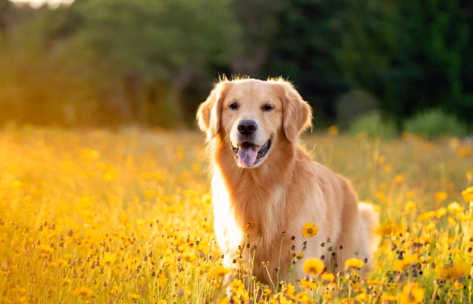  Khi Chó và người thuộc các con giáp này ở bên nhau, họ thường có thể hỗ trợ, thấu hiểu và động viên lẫn nhau và cùng nhau tạo dựng một cuộc sống tươi đẹp. 