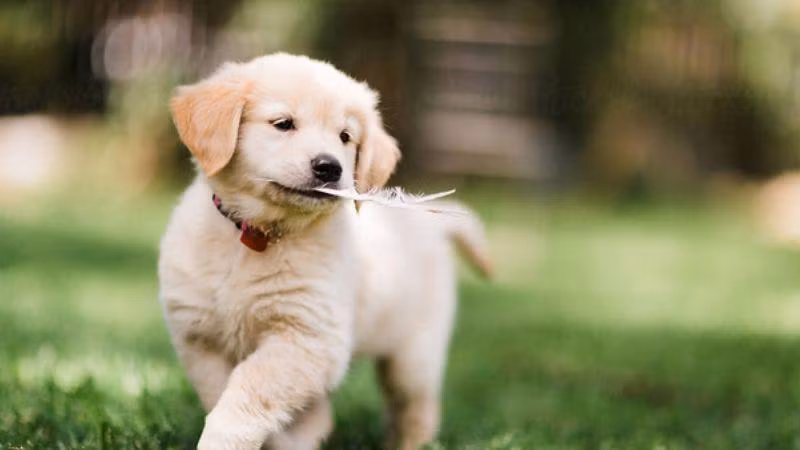  Nhìn chung, không thể bỏ qua mâu thuẫn giữa con chó và các con giáp nhưng cũng không cần phải lo lắng quá nhiều. Xung đột giữa các con giáp chỉ là kết quả của thống kê xác suất, không có nghĩa là cặp chó và người sinh năm con giáp cũng chắc chắn sẽ xảy ra xung đột.