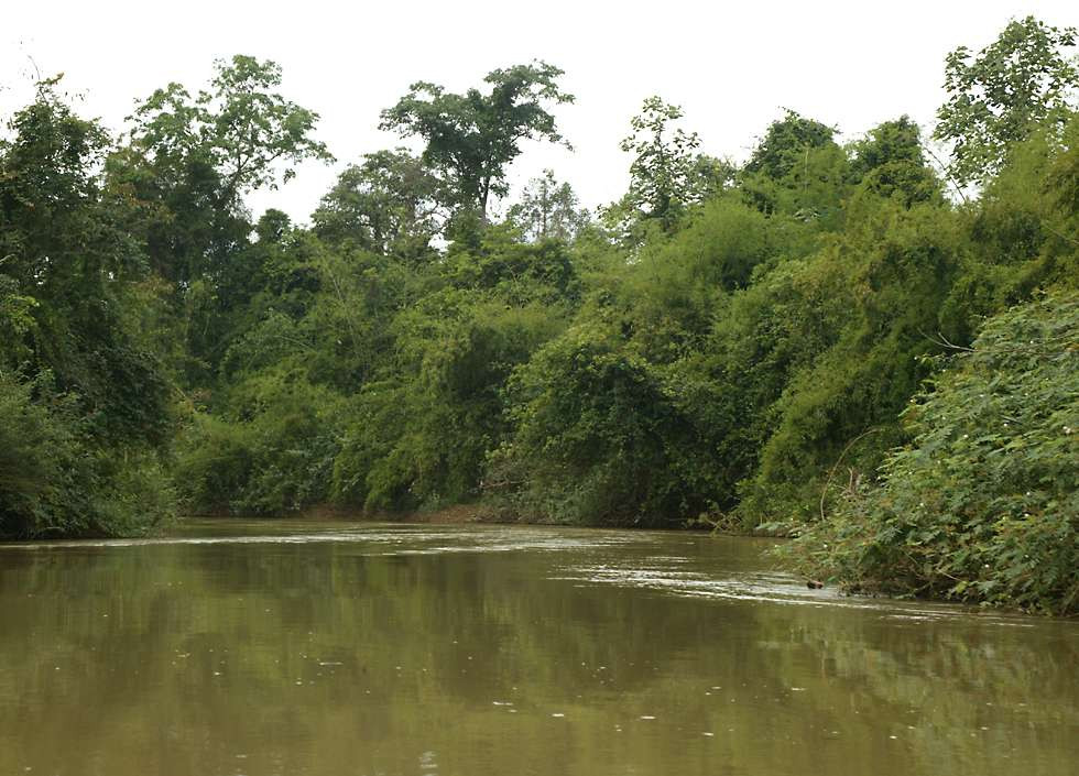 Một góc VQG Cát Tiên. Ảnh: Richard-seaman.com.