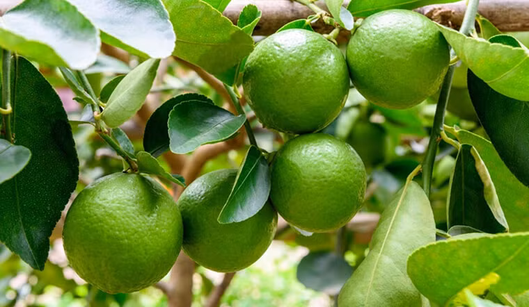  Cây chanh: Ngoài việc giúp làm đẹp, chanh còn có nhiều công dụng trong nhà bếp và vệ sinh nhà cửa, đồng thời mang lại nhiều lợi ích cho sức khỏe. Vì thế, trồng cây chanh là một lựa chọn thông minh cho những người yêu thích làm vườn.